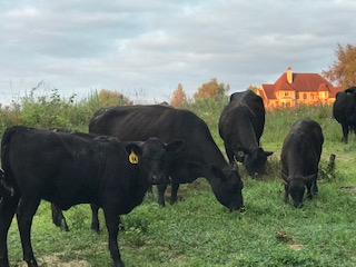 ohio angus cows cattle 
