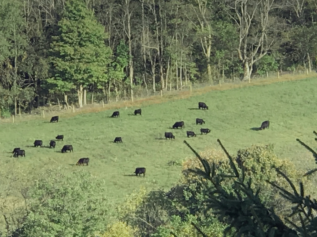 pastured angus cattle ohio