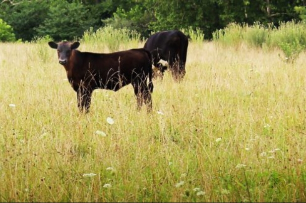 pastured angus calves